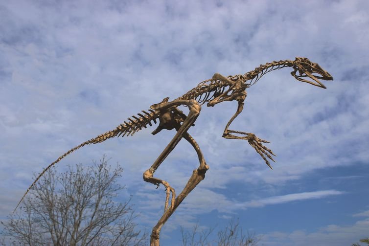 Pesquisadores da UFSM descobrem fóssil precursor dos pterossauros